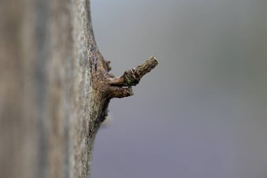 Ayrıntıları ve dokuları olan güzel bir ağaç gövdesi. Kuzey Avrupa 'nın erken bahar manzarası.