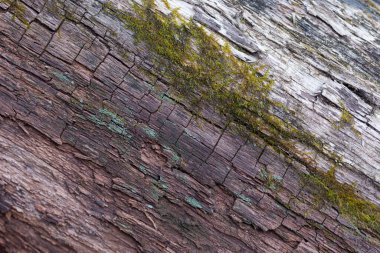 Ayrıntıları ve dokuları olan güzel bir ağaç gövdesi. Kuzey Avrupa 'nın erken bahar manzarası.