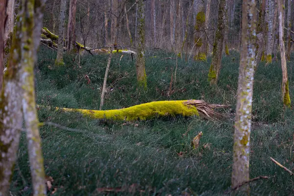 stock image Old trees in the early spring woodlands in Latvia.  Seasonal scenery of Northern Europe.