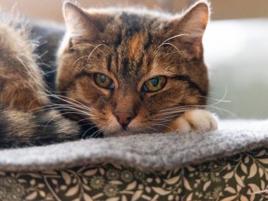 İçeride oturan üç renkli güzel bir ev kedisi. Evcil hayvanın sevimli portresi..