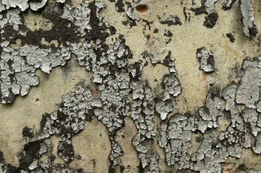 Terk edilmiş bir binanın duvarında eski, soyulmuş bir boya. Çatlak boya dokusu.