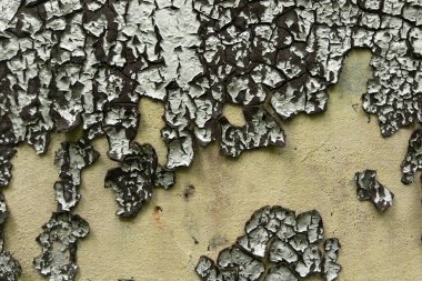 Terk edilmiş bir binanın duvarında eski, soyulmuş bir boya. Çatlak boya dokusu.