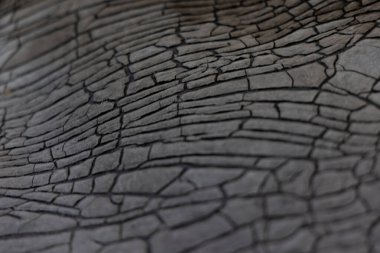 Terk edilmiş evin eski duvar dokusu. Letonya, Avrupa 'da tarihi yapı taşkınlıkları.