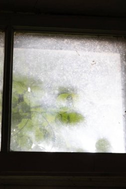 Çalı yapraklı kirli bir pencere camının güzel bir yakın çekimi. Letonya kırsalında terk edilmiş bir bina..