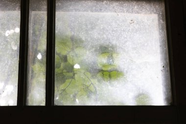 Çalı yapraklı kirli bir pencere camının güzel bir yakın çekimi. Letonya kırsalında terk edilmiş bir bina..