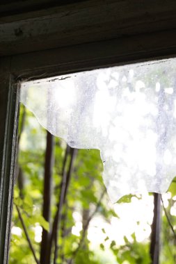 Çalı yapraklı kirli bir pencere camının güzel bir yakın çekimi. Letonya kırsalında terk edilmiş bir bina..