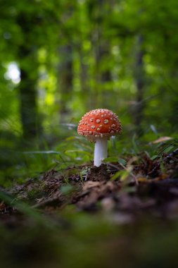 Sonbaharın başlarında ormanda yetişen güzel bir sinek mantarı. Letonya, Kuzey Avrupa 'daki doğal orman manzarası.