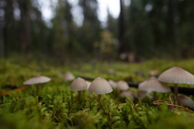 Sonbahar ormanlarında yetişen güzel mantarlar. Letonya 'nın doğal orman manzarası, Kuzey Avrupa.