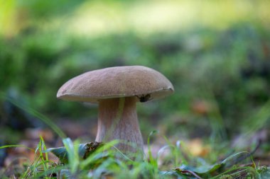 Yazın sonunda ormanda büyüyen güzel bir mantar. Letonya 'nın doğal orman manzarası, Kuzey Avrupa.