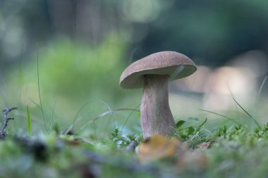 Yazın sonunda ormanda büyüyen güzel bir mantar. Letonya 'nın doğal orman manzarası, Kuzey Avrupa.