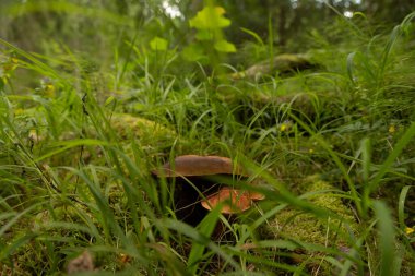 Yazın sonunda ormanda büyüyen güzel bir mantar. Letonya 'nın doğal orman manzarası, Kuzey Avrupa.