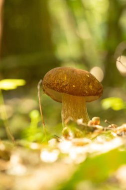 Yazın sonlarında güneşli ormanda yetişen yenilebilir mantarlar. Letonya 'nın doğal orman manzarası, Kuzey Avrupa.
