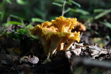 Yazın sonlarında ormanda yetişen güzel sarı mantarlı mantar. Letonya, Kuzey Avrupa 'daki doğal orman manzarası.