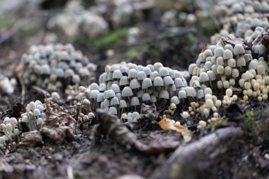 Beautiful gray fairy inkcap mushrooms growing on the old tree trunk in autumn forest. Natural woodland scenery with a lot of agaric fungi in Latvia, Northern Europe. clipart