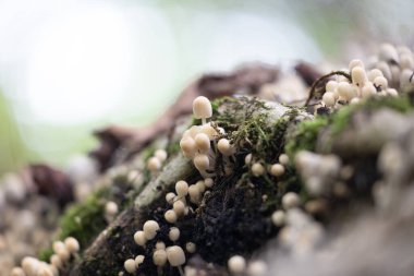 Güz ormanlarında eski ağaç gövdesinde büyüyen güzel gri mürekkep mantarları. Letonya, Kuzey Avrupa 'da birçok agarik mantarlı doğal orman manzarası.
