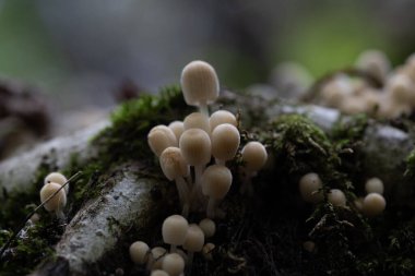 Güz ormanlarında eski ağaç gövdesinde büyüyen güzel gri mürekkep mantarları. Letonya, Kuzey Avrupa 'da birçok agarik mantarlı doğal orman manzarası.