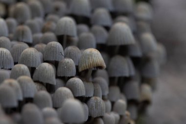 Güz ormanlarında eski ağaç gövdesinde büyüyen güzel gri mürekkep mantarları. Letonya, Kuzey Avrupa 'da birçok agarik mantarlı doğal orman manzarası.