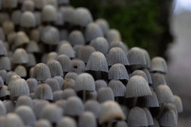 Güz ormanlarında eski ağaç gövdesinde büyüyen güzel gri mürekkep mantarları. Letonya, Kuzey Avrupa 'da birçok agarik mantarlı doğal orman manzarası.