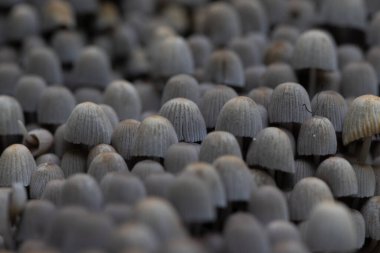 Güz ormanlarında eski ağaç gövdesinde büyüyen güzel gri mürekkep mantarları. Letonya, Kuzey Avrupa 'da birçok agarik mantarlı doğal orman manzarası.