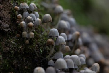 Güz ormanlarında eski ağaç gövdesinde büyüyen güzel gri mürekkep mantarları. Letonya, Kuzey Avrupa 'da birçok agarik mantarlı doğal orman manzarası.