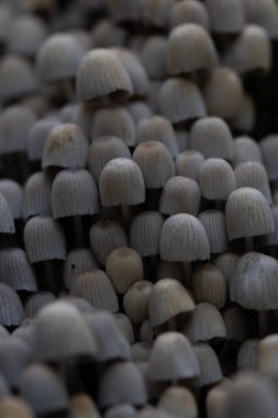 Güz ormanlarında eski ağaç gövdesinde büyüyen güzel gri mürekkep mantarları. Letonya, Kuzey Avrupa 'da birçok agarik mantarlı doğal orman manzarası.