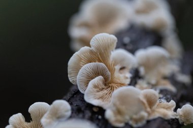 Sonbahar ormanlarında ağaç gövdesinde yetişen güzel mantarlar. Letonya, Kuzey Avrupa 'daki doğal orman manzarası.