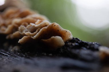 Sonbahar ormanlarında ağaç gövdesinde yetişen güzel mantarlar. Letonya, Kuzey Avrupa 'daki doğal orman manzarası.