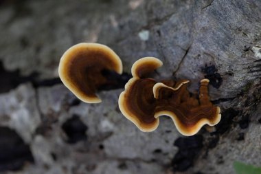 Sonbahar boyunca ağaçta büyüyen güzel bir çoklu gözenekli mantar. Letonya, Kuzey Avrupa 'daki doğal orman manzarası.