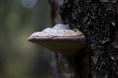 Sonbahar boyunca ağaçta büyüyen güzel bir çoklu gözenekli mantar. Letonya, Kuzey Avrupa 'daki doğal orman manzarası.