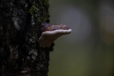 Sonbahar boyunca ağaçta büyüyen güzel bir çoklu gözenekli mantar. Letonya, Kuzey Avrupa 'daki doğal orman manzarası.
