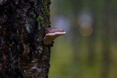 Sonbahar boyunca ağaçta büyüyen güzel bir çoklu gözenekli mantar. Letonya, Kuzey Avrupa 'daki doğal orman manzarası.
