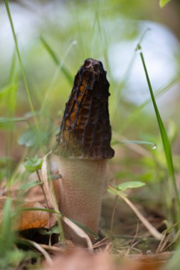 Mayısta ormanda yetişen güzel bahar mantarları. Letonya 'nın doğal orman manzarası, Kuzey Avrupa.