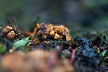 Sonbahar ormanlarında yetişen tuhaf görünümlü mantarlar. Letonya 'nın doğal orman manzarası, Kuzey Avrupa.