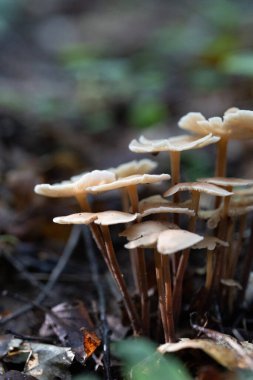 Ormanda yetişen güzel yaz mantarı. Letonya, Kuzey Avrupa 'daki doğal orman manzarası.