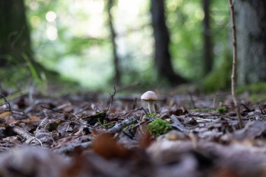 Ormanda yetişen güzel yaz mantarı. Letonya, Kuzey Avrupa 'daki doğal orman manzarası.