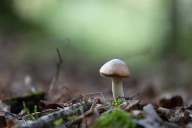 Ormanda yetişen güzel yaz mantarı. Letonya, Kuzey Avrupa 'daki doğal orman manzarası.