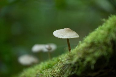 Ormanda yetişen güzel yaz mantarı. Letonya, Kuzey Avrupa 'daki doğal orman manzarası.