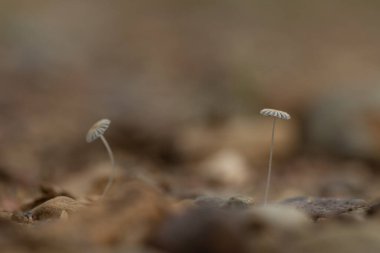 Sonbahar ormanlarında yetişen küçük, güzel mantarlar. Letonya, Kuzey Avrupa 'daki doğal orman manzarası.