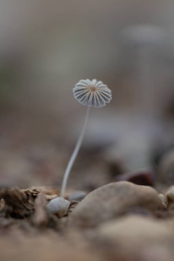 Sonbahar ormanlarında yetişen küçük, güzel mantarlar. Letonya, Kuzey Avrupa 'daki doğal orman manzarası.