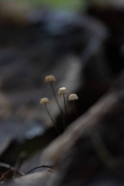 Sonbahar ormanlarında yetişen küçük, güzel mantarlar. Letonya, Kuzey Avrupa 'daki doğal orman manzarası.