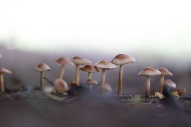 Sonbahar ormanlarında yetişen küçük, güzel mantarlar. Letonya, Kuzey Avrupa 'daki doğal orman manzarası.