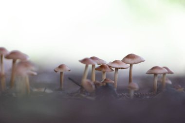 Sonbahar ormanlarında yetişen küçük, güzel mantarlar. Letonya, Kuzey Avrupa 'daki doğal orman manzarası.