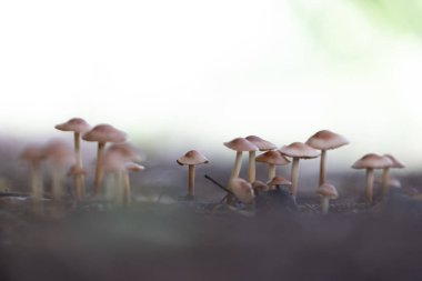 Sonbahar ormanlarında yetişen küçük, güzel mantarlar. Letonya, Kuzey Avrupa 'daki doğal orman manzarası.