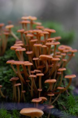 Yazın sonlarında ormanda bir ağaç gövdesinde yetişen küçük, turuncu mantarlar. Letonya, Kuzey Avrupa 'daki doğal orman manzarası.