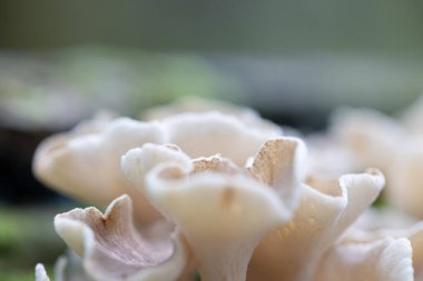 Ormandaki bir ağaç gövdesinde büyüyen güzel, küçük, beyaz mantarlar. Letonya, Kuzey Avrupa 'daki doğal sonbahar ormanları.