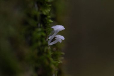 Ormandaki bir ağaç gövdesinde büyüyen güzel, küçük, beyaz mantarlar. Letonya, Kuzey Avrupa 'daki doğal sonbahar ormanları.