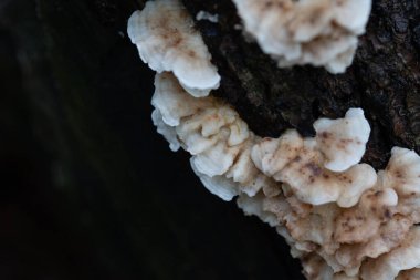 Ormandaki bir ağaç gövdesinde büyüyen güzel, küçük, beyaz mantarlar. Letonya, Kuzey Avrupa 'daki doğal sonbahar ormanları.