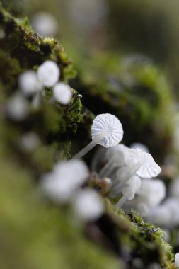 Ormandaki bir ağaç gövdesinde büyüyen güzel, küçük, beyaz mantarlar. Letonya, Kuzey Avrupa 'daki doğal sonbahar ormanları.