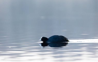 Bahar gölünde yüzen güzel siyah ördek. Su kuşlu doğal manzara..