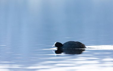 Bahar gölünde yüzen güzel siyah ördek. Su kuşlu doğal manzara..